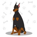 Doberman